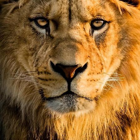Lions Den - Zoo Accommodation Chester Luaran gambar
